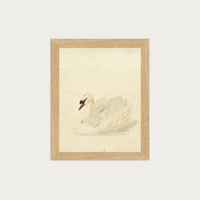 The Swan