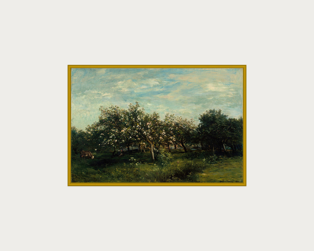 Apple Blossoms