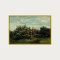 Apple Blossoms
