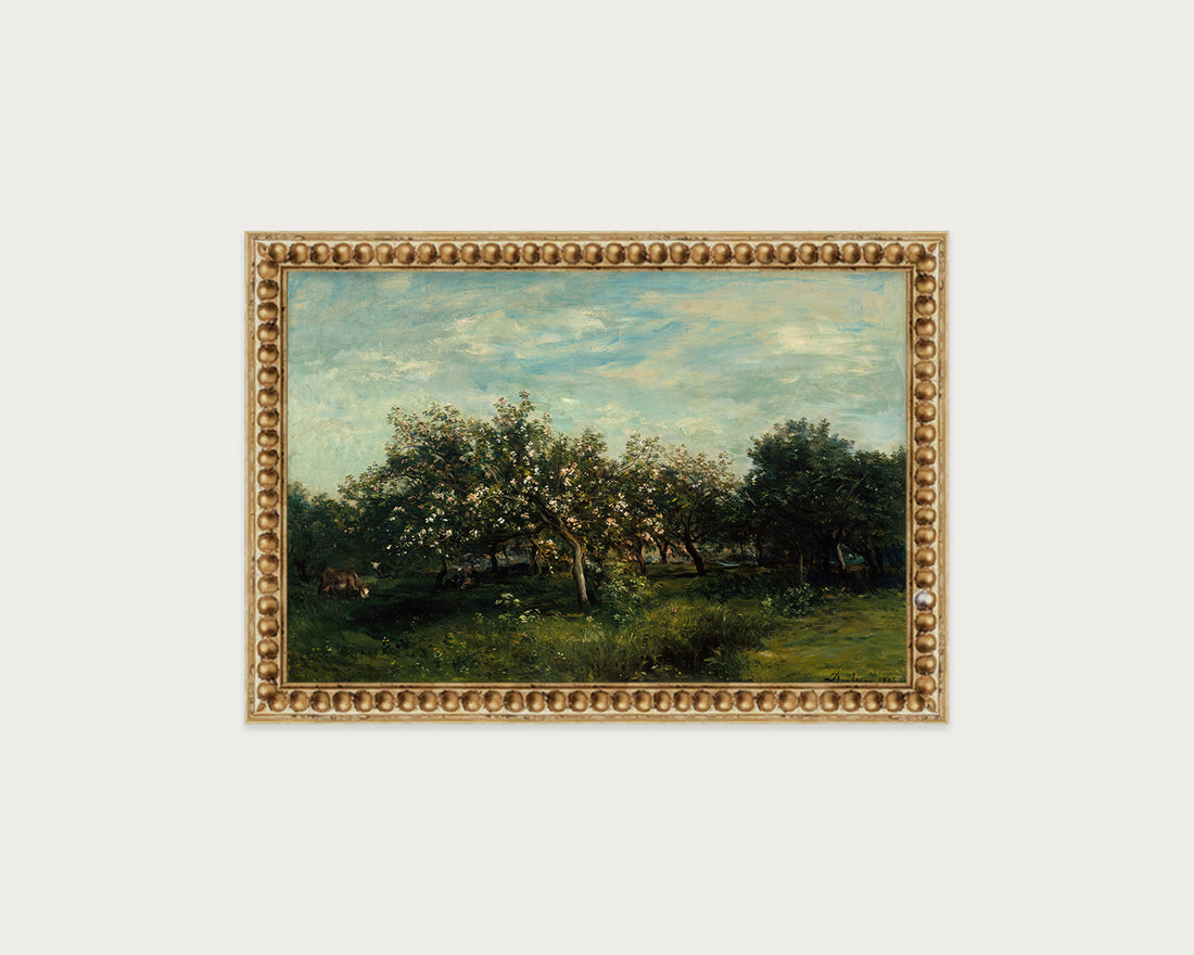 Apple Blossoms