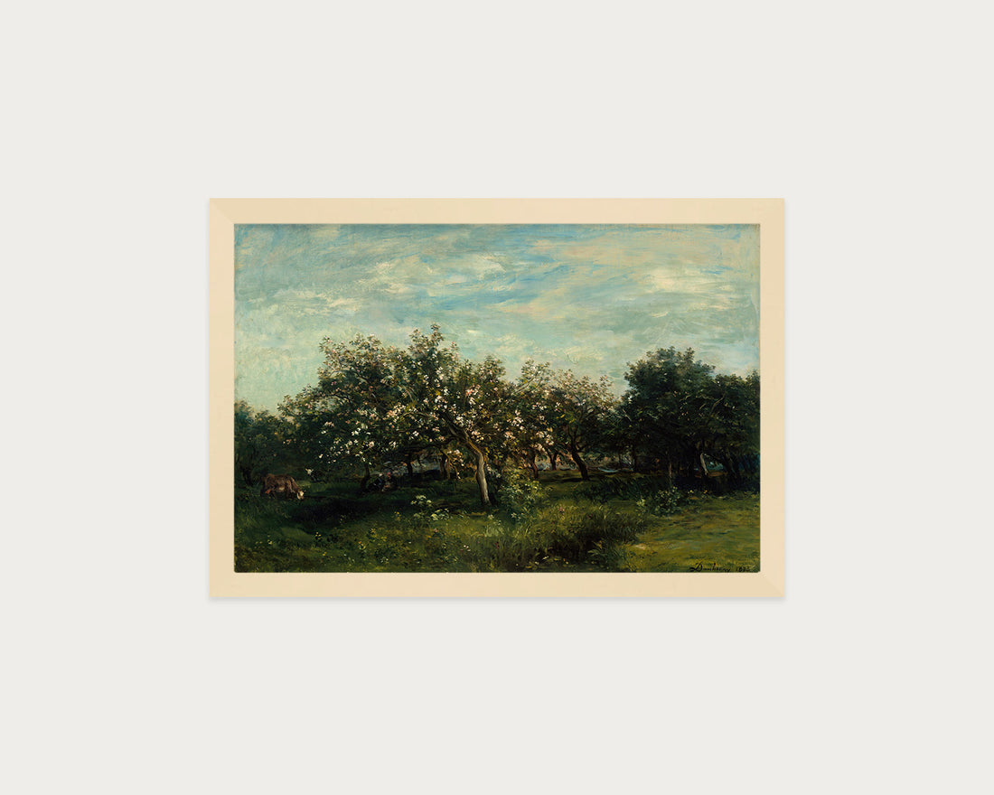 Apple Blossoms