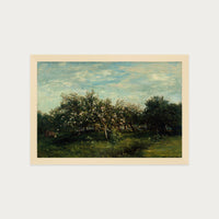 Apple Blossoms