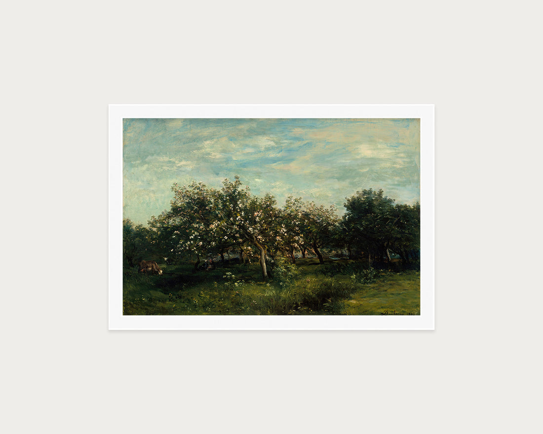 Apple Blossoms