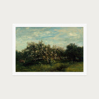 Apple Blossoms