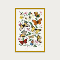 Butterfly Field