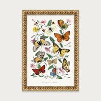 Butterfly Field