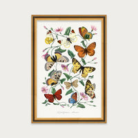 Butterfly Field