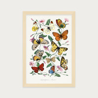 Butterfly Field