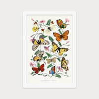 Butterfly Field