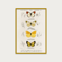 Butterfly Stack