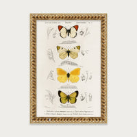 Butterfly Stack