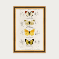 Butterfly Stack