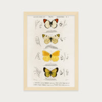 Butterfly Stack