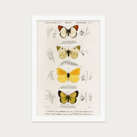 Butterfly Stack