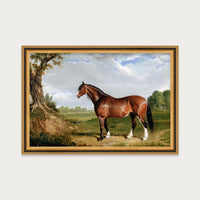 Clydesdale Stallion