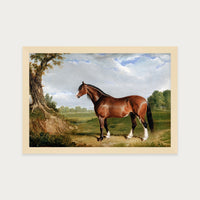 Clydesdale Stallion
