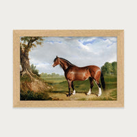 Clydesdale Stallion