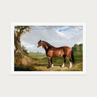 Clydesdale Stallion