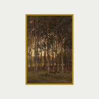 Dawn in the Woods