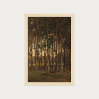 Dawn in the Woods