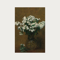 Phlox Blancs