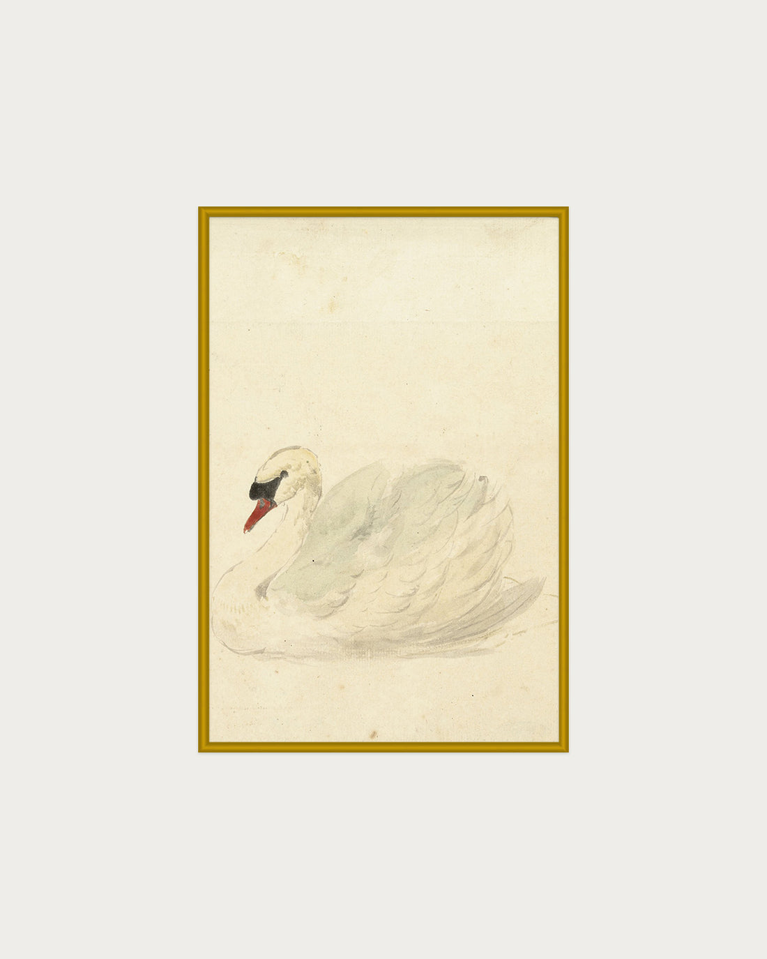 The Swan
