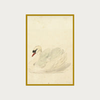 The Swan