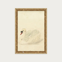 The Swan