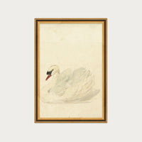 The Swan