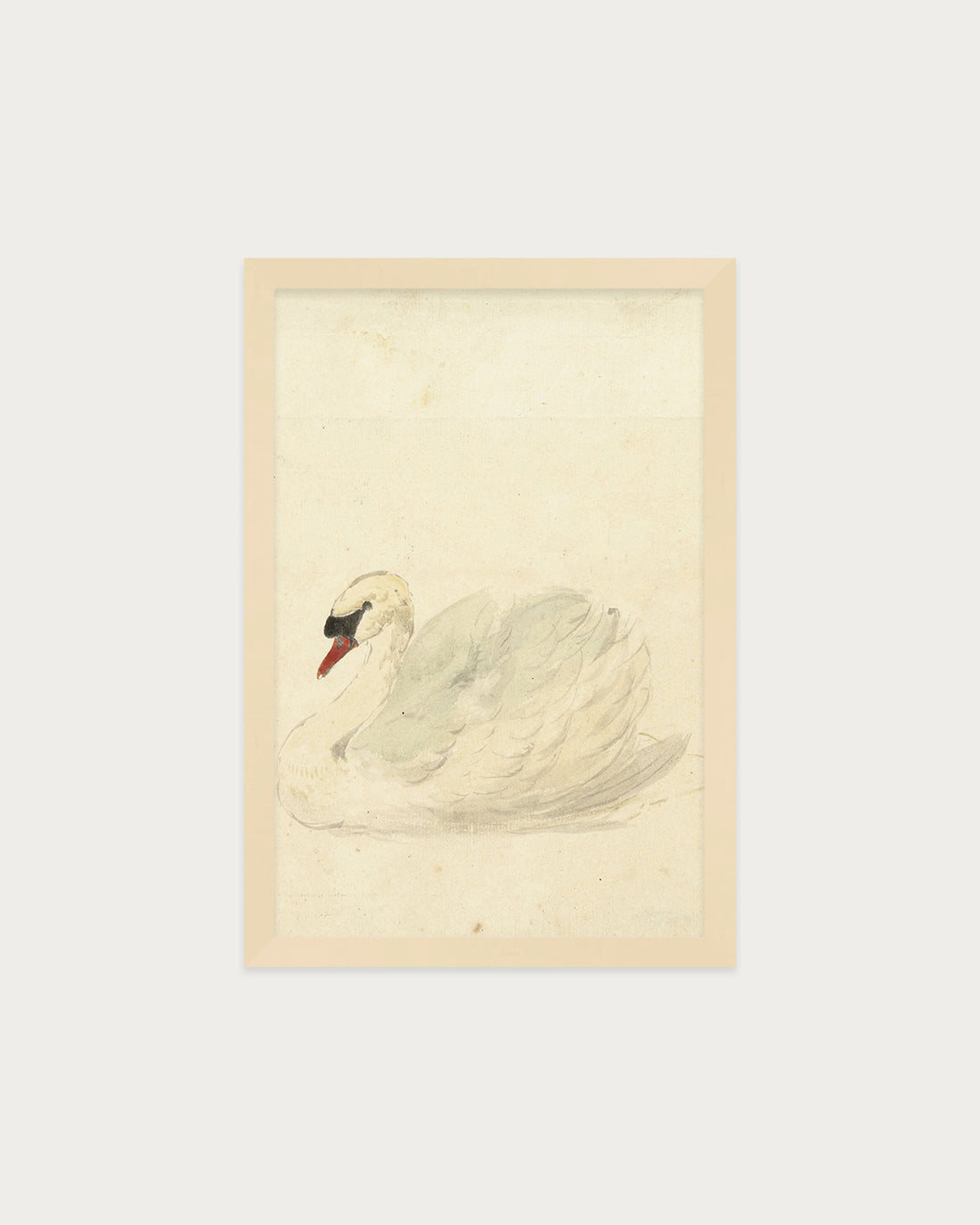 The Swan