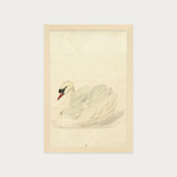 The Swan
