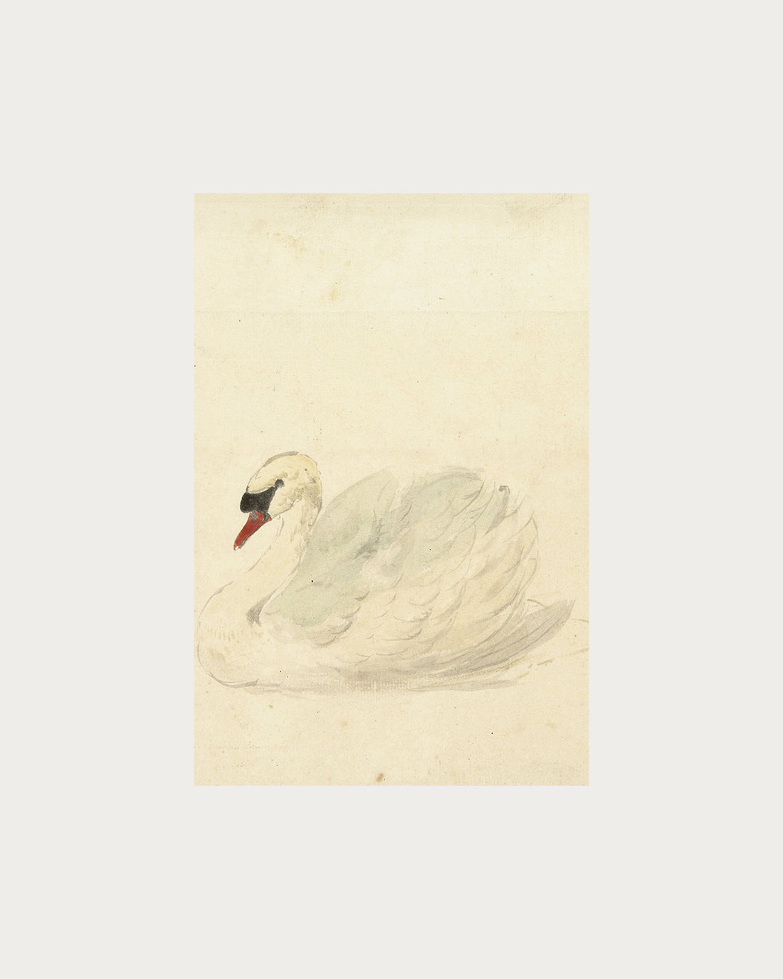 The Swan