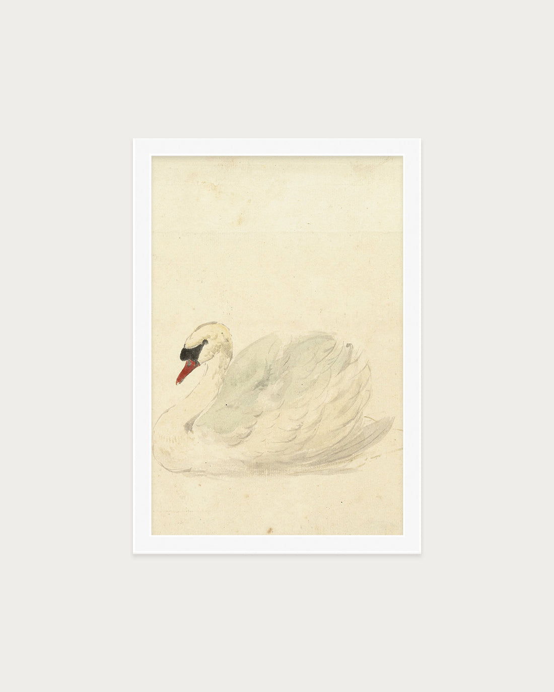 The Swan