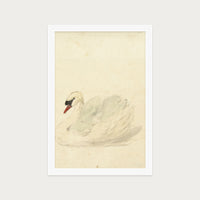 The Swan
