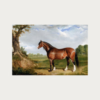 Clydesdale Stallion