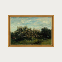Apple Blossoms