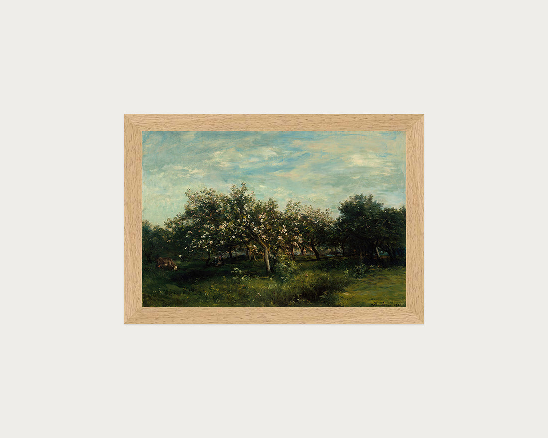 Apple Blossoms