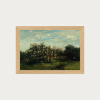 Apple Blossoms