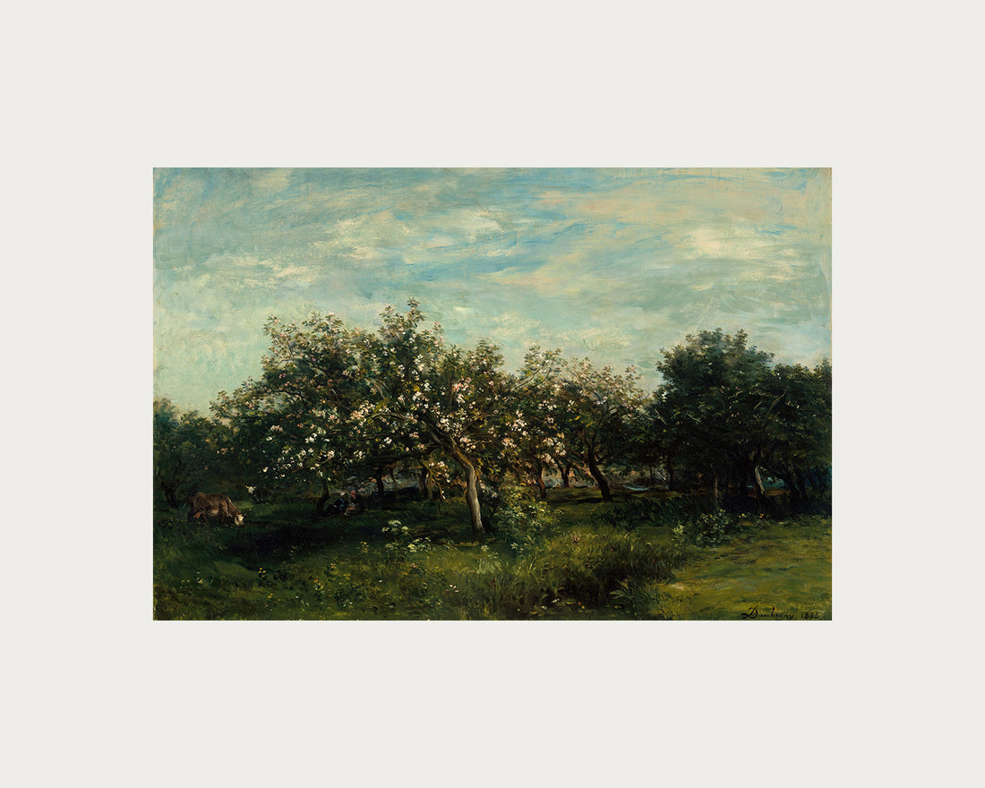 Apple Blossoms