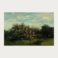 Apple Blossoms