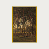 Dawn in the Woods