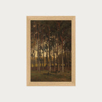 Dawn in the Woods