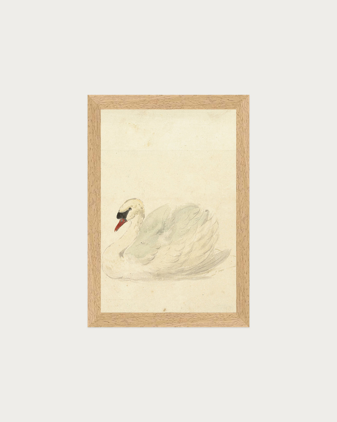 The Swan