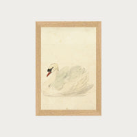 The Swan