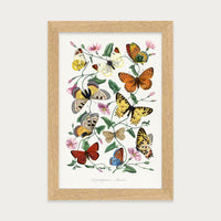 Butterfly Field