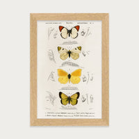 Butterfly Stack