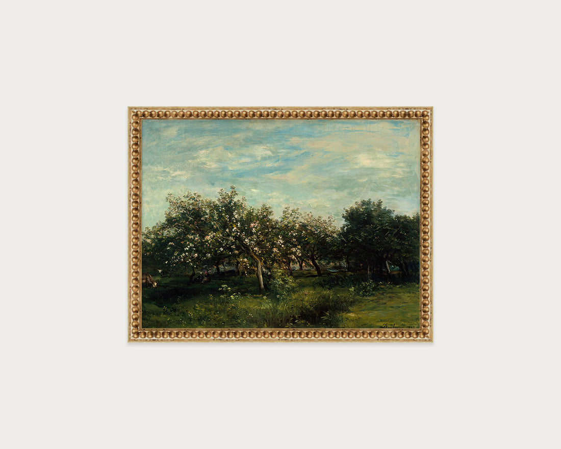 Apple Blossoms