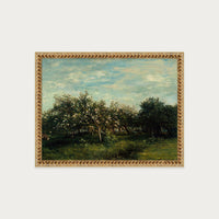 Apple Blossoms