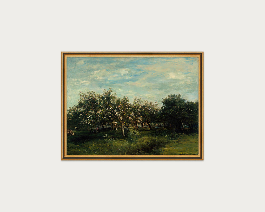 Apple Blossoms
