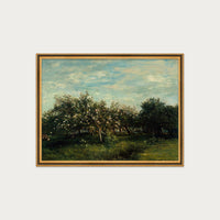 Apple Blossoms